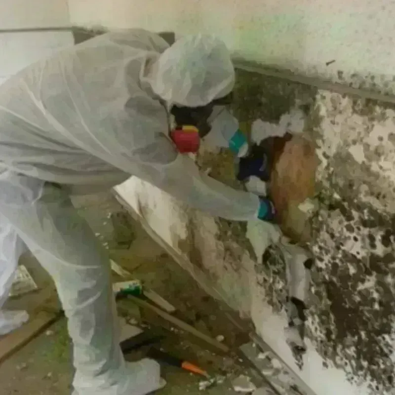 Mold Remediation and Removal in Houlton, ME